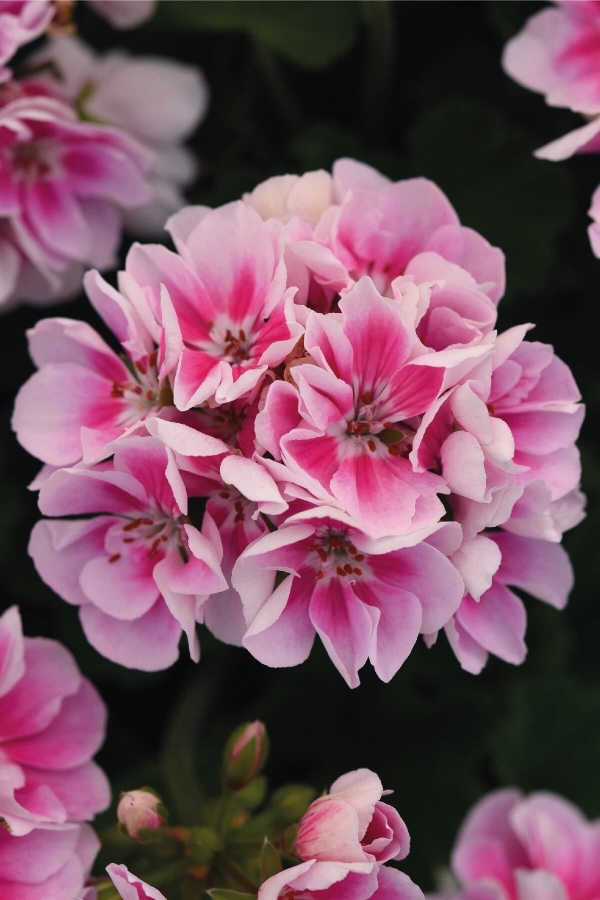 Sardunya Fidesi ( Pelargonium Zonale Classic Boylu ) White Splash 1 Adet