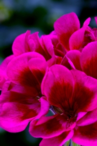 Sardunya Fidesi ( Pelargonium Zonale Classic Boylu ) Wine Red 1 Adet - Thumbnail