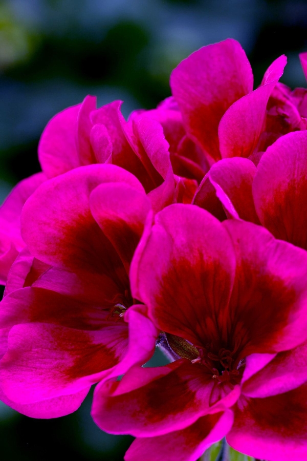 Sardunya Fidesi ( Pelargonium Zonale Classic Boylu ) Wine Red 1 Adet