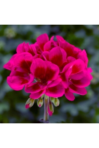 Sardunya Fidesi ( Pelargonium Zonale Classic Boylu ) Wine Red 1 Adet - Thumbnail