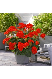 Sardunya Fidesi Yarı Bodur ( Pelargonium Cultivars Summer Lovers ) Deep Orange Eye 1 Adet - Thumbnail