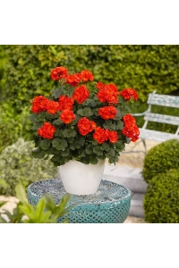 Sardunya Fidesi Yarı Bodur ( Pelargonium Cultivars Summer Lovers ) Deep Orange Eye 1 Adet - Thumbnail