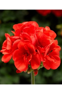 Sardunya Fidesi Yarı Bodur ( Pelargonium Cultivars Summer Lovers ) Deep Orange Eye 1 Adet - Thumbnail