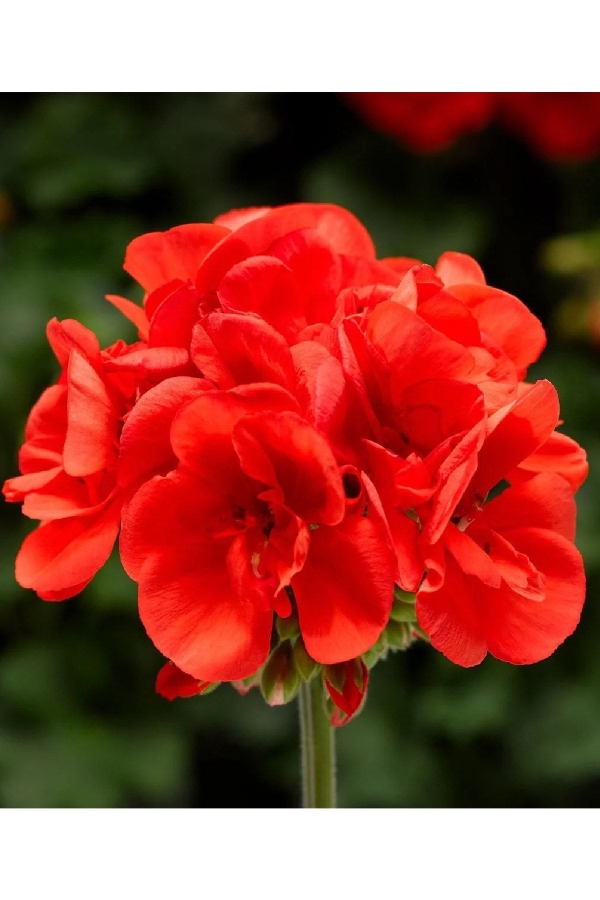 Sardunya Fidesi Yarı Bodur ( Pelargonium Cultivars Summer Lovers ) Deep Orange Eye 1 Adet