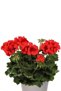 Sardunya Fidesi Yarı Bodur ( Pelargonium Cultivars Summer Lovers ) Deep Orange Eye 1 Adet - Thumbnail