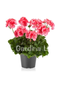 Sardunya Fidesi Yarı Bodur ( Pelargonium Cultivars Summer Lovers ) Peach 1 Adet - Thumbnail