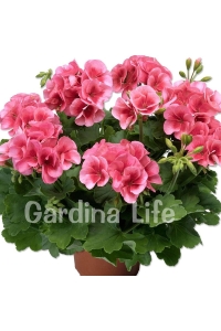 Sardunya Fidesi Yarı Bodur ( Pelargonium Cultivars Summer Lovers ) Peach 1 Adet - Thumbnail