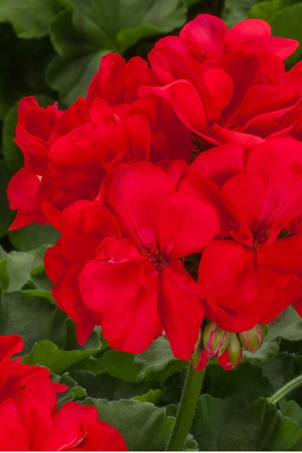 Sardunya Fidesi Yarı Bodur (pelargonium Interspecific Calliope L ) Deep Coral 1 Adet