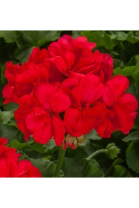 Sardunya Fidesi Yarı Bodur (pelargonium Interspecific Calliope L ) Deep Coral 1 Adet - Thumbnail