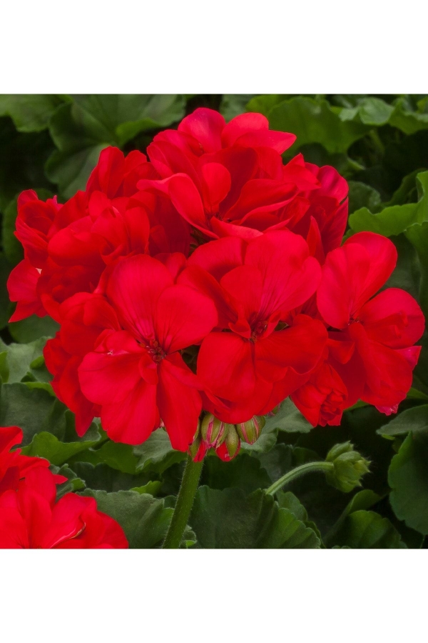 Gardinalife - Sardunya Fidesi Yarı Bodur (pelargonium Interspecific Calliope L ) Deep Coral 1 Adet