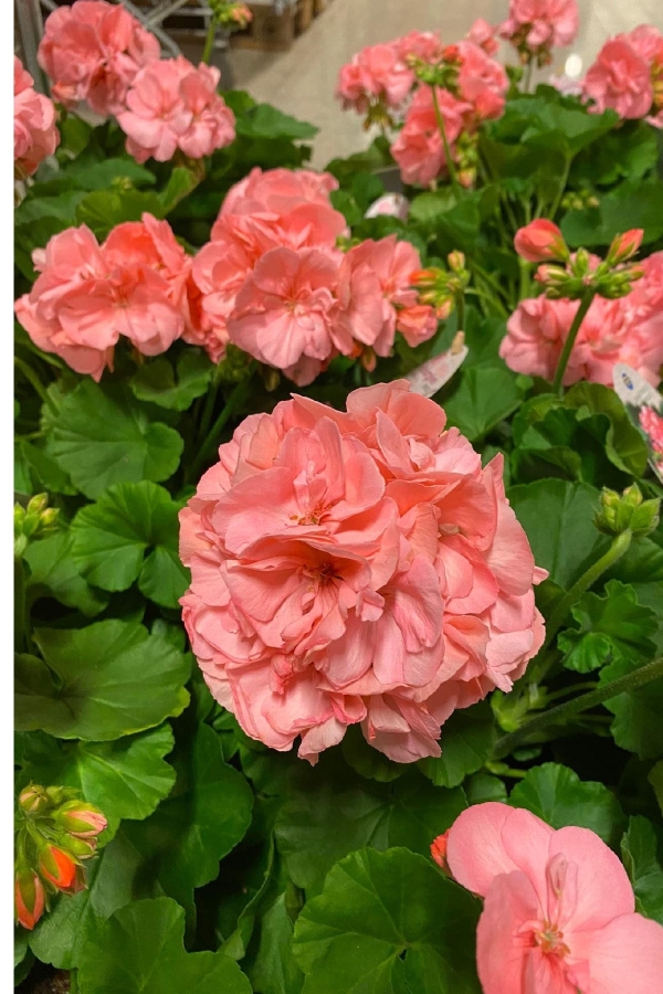 Sardunya Fidesi Yarı Bodur (pelargonium Interspecific Calliope L ) Soft Coral 1 Adet