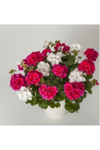 Sardunya Fidesi Yarı Bodur (pelargonium Interspecific Calliope M ) Red Splash 1 Adet - Thumbnail