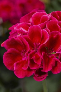 Sardunya Fidesi Yarı Bodur (pelargonium Interspecific Calliope M ) Red Splash 1 Adet - Thumbnail