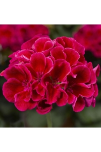 Sardunya Fidesi Yarı Bodur (pelargonium Interspecific Calliope M ) Red Splash 1 Adet - Thumbnail