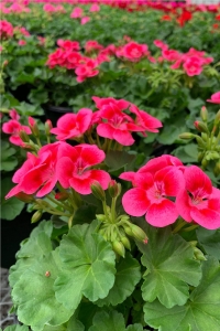 Sardunya Fidesi Yarı Bodur ( Pelargonium Interspecific Pretty Little ) Pink Splash 1 Adet - Thumbnail