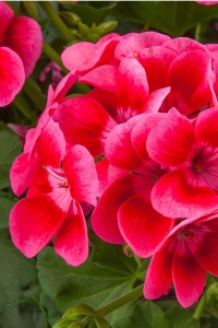 Sardunya Fidesi Yarı Bodur ( Pelargonium Interspecific Pretty Little ) Pink Splash 1 Adet - Thumbnail