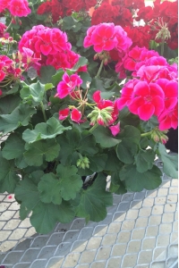 Sardunya Fidesi Yarı Bodur ( Pelargonium Interspecific Pretty Little ) Pink Splash 1 Adet - Thumbnail