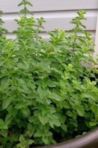 Sarkan Kekik Fidesi Geniş Yapraklı, ( Origanum Vulgare ) Diabolo 1 Adet - Thumbnail