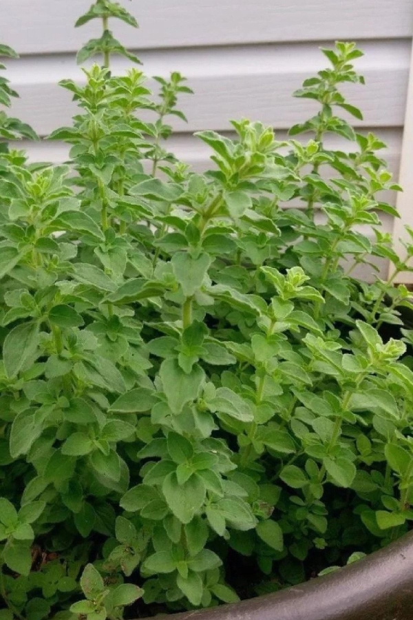 Sarkan Kekik Fidesi Geniş Yapraklı, ( Origanum Vulgare ) Diabolo 1 Adet