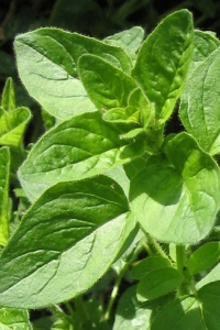 Sarkan Kekik Fidesi Geniş Yapraklı, ( Origanum Vulgare ) Diabolo 1 Adet - Thumbnail