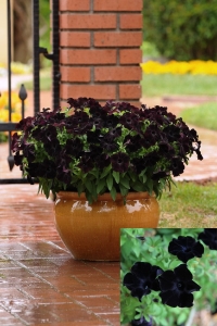 Sarkan Petunya Fidesi Petunia Atkinsiana Back To Black 1 Adet - Thumbnail