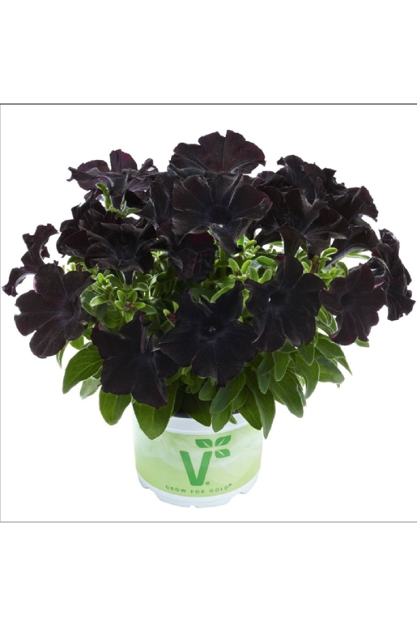 Sarkan Petunya Fidesi Petunia Atkinsiana Back To Black 1 Adet