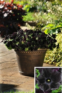 Sarkan Petunya Fidesi Petunia Atkinsiana Back To Black 1 Adet - Thumbnail