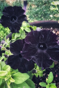 Sarkan Petunya Fidesi Petunia Atkinsiana Back To Black 1 Adet - Thumbnail