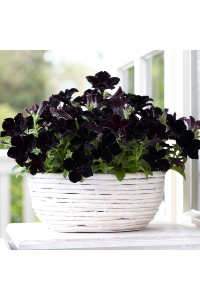 Sarkan Petunya Fidesi Petunia Atkinsiana Back To Black 1 Adet - Thumbnail