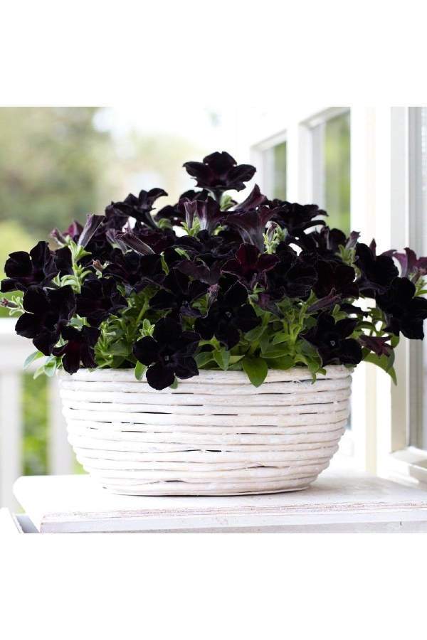 Sarkan Petunya Fidesi Petunia Atkinsiana Back To Black 1 Adet