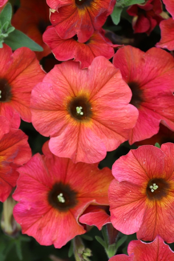 Sarkan Petunya Fidesi ( Petunia Atkinsiana ) Cinnamon 1 Adet