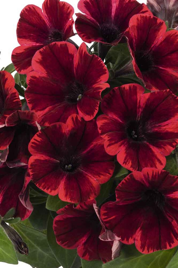 Sarkan Petunya Fidesi ( Petunia Atkinsiana ) Fiona Flash 1 Adet