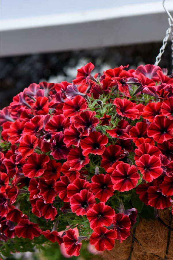 Sarkan Petunya Fidesi ( Petunia Atkinsiana ) Fiona Flash 1 Adet