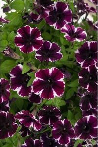 Sarkan Petunya Fidesi ( Petunia Atkinsiana ) Miss Marvelous 1 Adet - Thumbnail