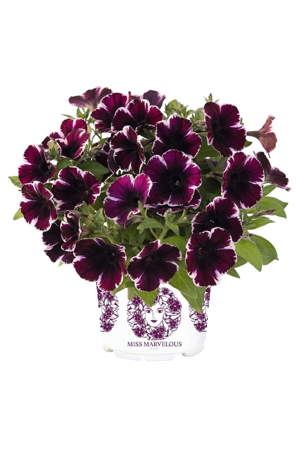 Sarkan Petunya Fidesi ( Petunia Atkinsiana ) Miss Marvelous 1 Adet