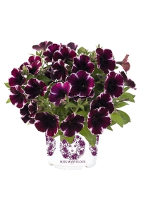 Sarkan Petunya Fidesi ( Petunia Atkinsiana ) Miss Marvelous 1 Adet - Thumbnail