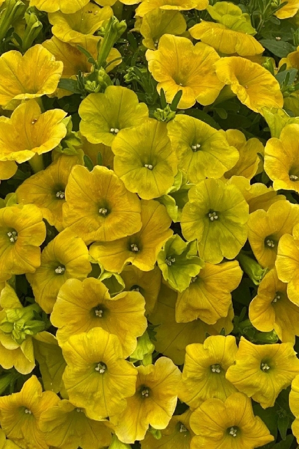 Sarkan Petunya Fidesi ( Petunia Atkinsiana ) Yellow 1 Adet