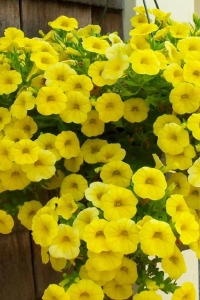 Sarkan Petunya Fidesi ( Petunia Atkinsiana ) Yellow 1 Adet - Thumbnail