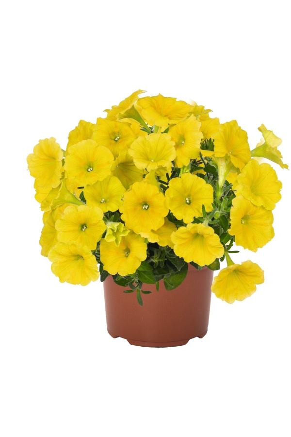 Sarkan Petunya Fidesi ( Petunia Atkinsiana ) Yellow 1 Adet