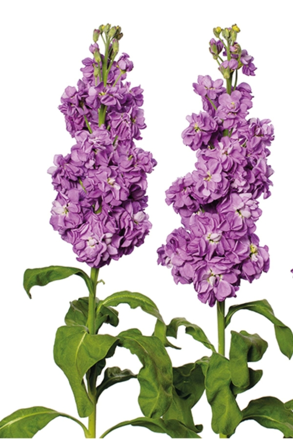 Şebboy Çiçeği Fidesi Kokulu Lavender 5 Adet ( Matthiola Incana )