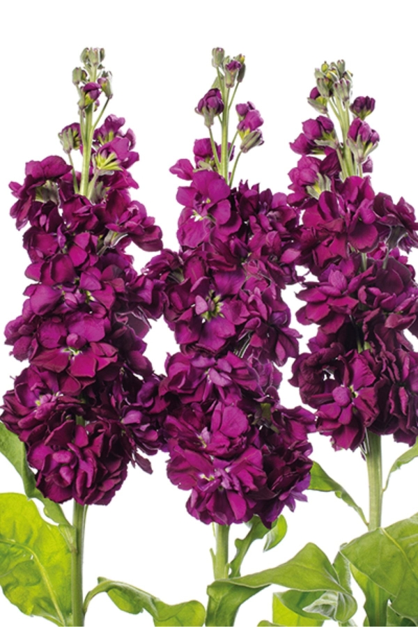 Şebboy Çiçeği Fidesi Kokulu Purple 5 Adet ( Matthiola Incana )