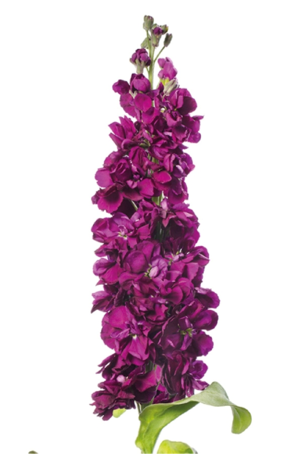 Şebboy Çiçeği Fidesi Kokulu Purple 5 Adet ( Matthiola Incana )