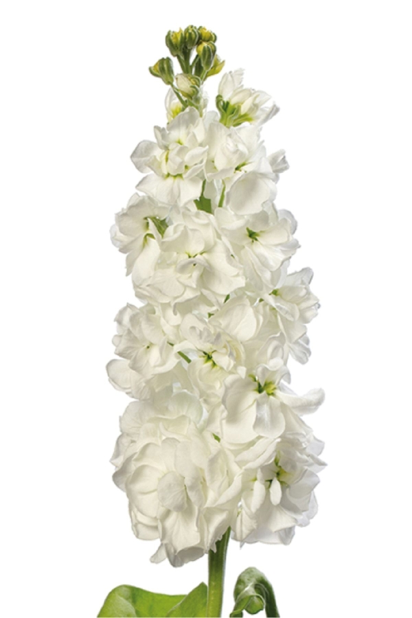 Gardinalife - Şebboy Çiçeği Fidesi Kokulu White 5 Adet ( Matthiola Incana )