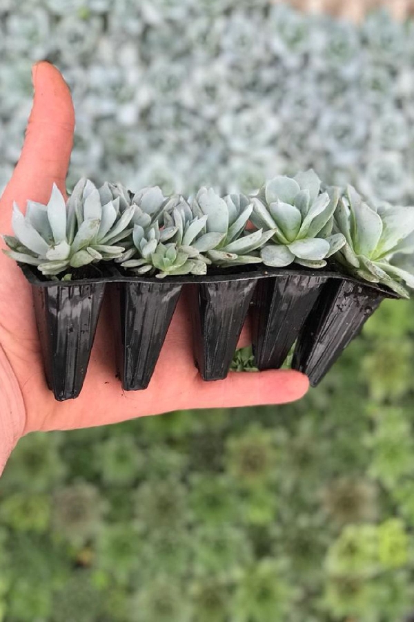 Gardinalife - Sukulent Fidesi 5 Adet Echeveria