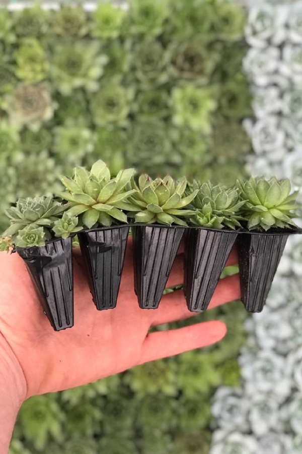 Gardinalife - Sukulent Fidesi 5 Adet Sempervivum