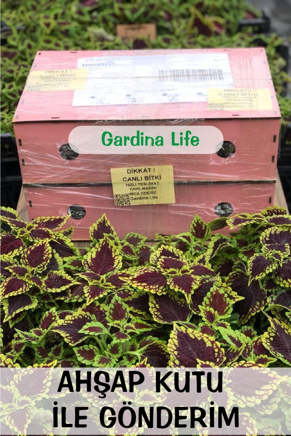 Süs Lahanası Fidesi ( Brassica ) 5 Adet Pink