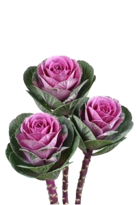 Süs Lahanası Fidesi ( Brassica ) 5 Adet Pink - Thumbnail