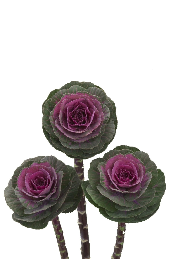 Süs Lahanası Fidesi ( Brassica ) 5 Adet Rose