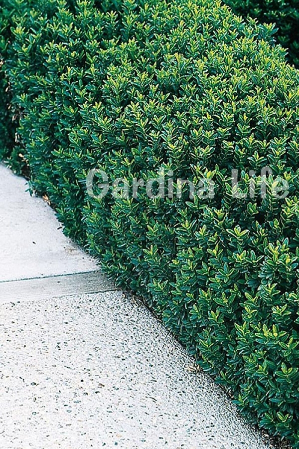 Sütun Taflan Fidanı 3 Lü Dikim( Euonymus Japonicus Green Spire )