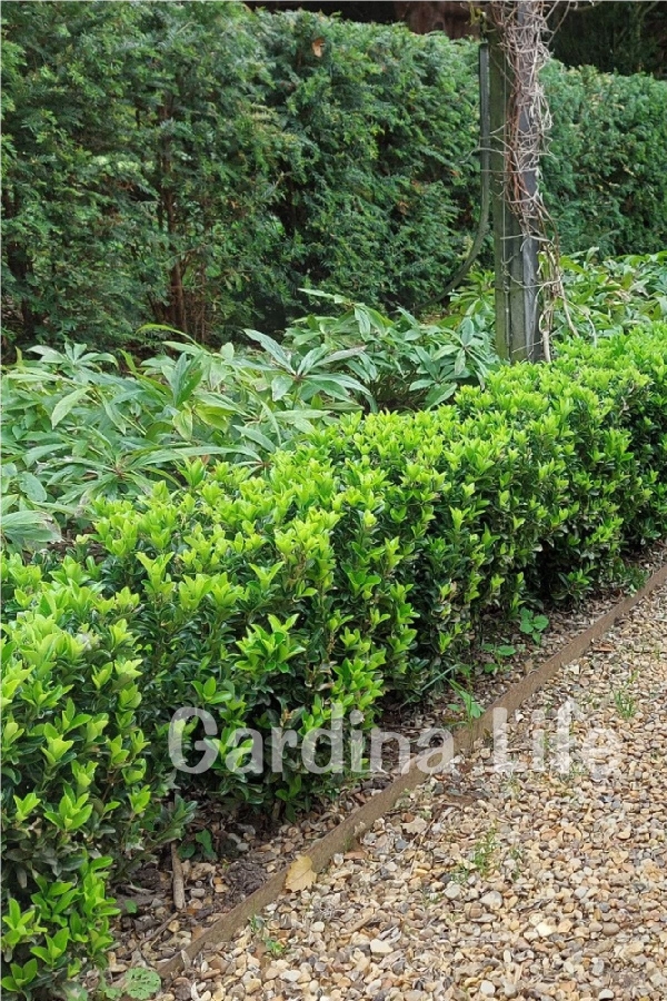 Sütun Taflan Fidanı 3 Lü Dikim( Euonymus Japonicus Green Spire )